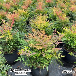 May 2025 3g Gulfstream Nandina Group for Website